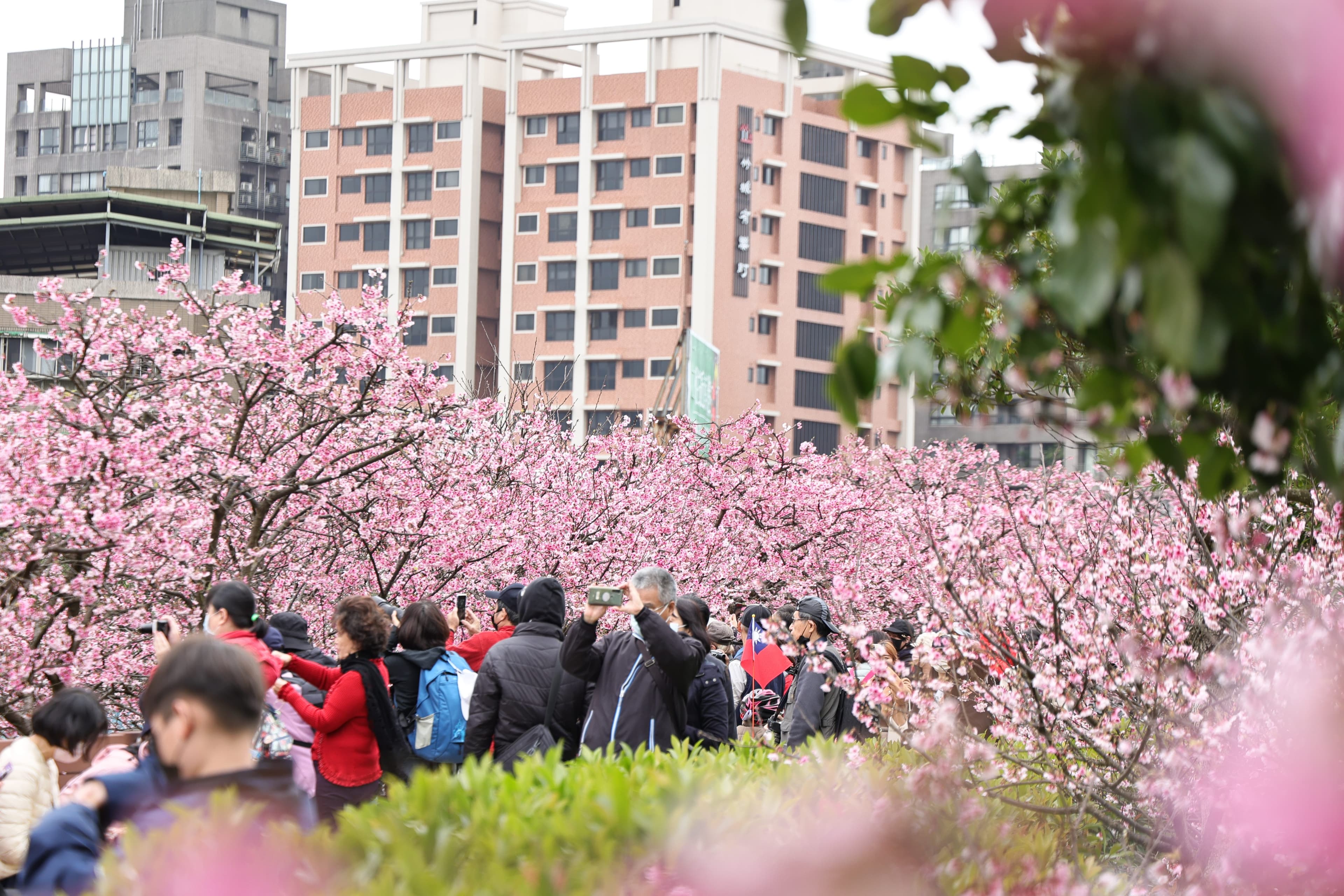 2025樂活夜櫻季即將於今日起至2月15日（六）在樂活公園盛大展開，展覽為期23天。（北市公園處提供）
