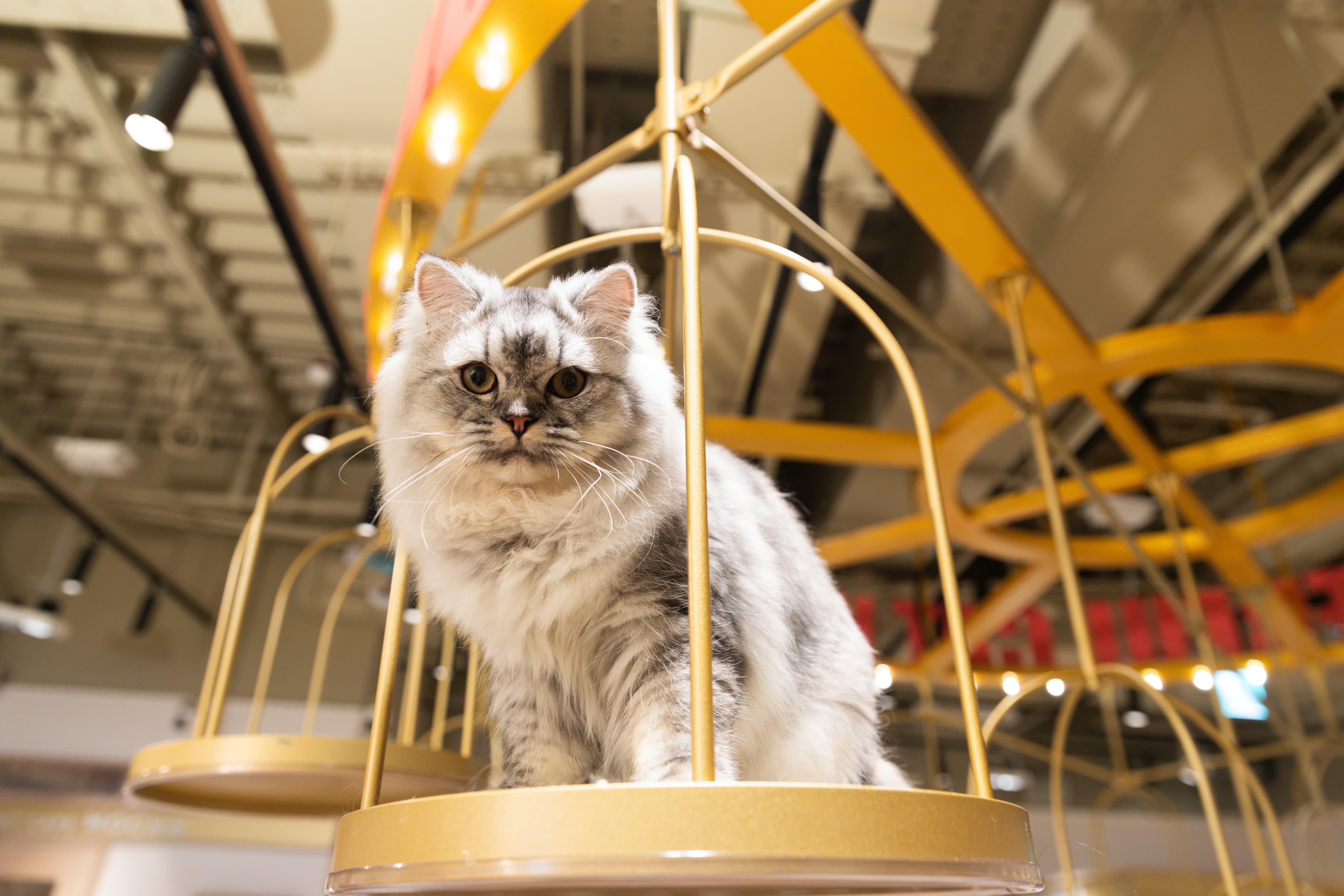 「Cat Café MOCHA」裡的設施與環境都是為貓貓們設計的，牠們隨時睡、吃、玩都可以。