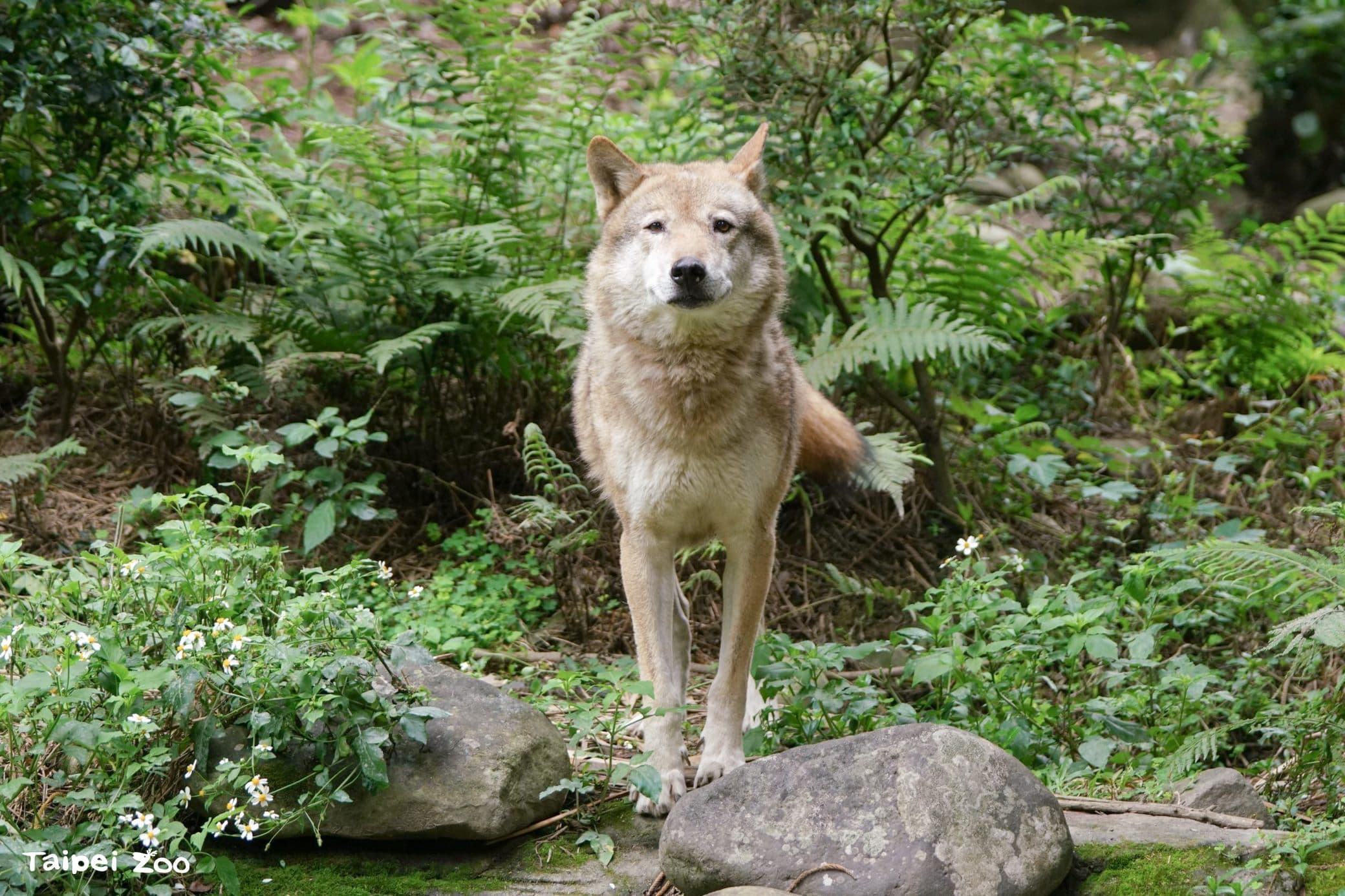 北市動物園辦百年慰靈祭，圖為灰狼沃夫。（取自動物園官網）