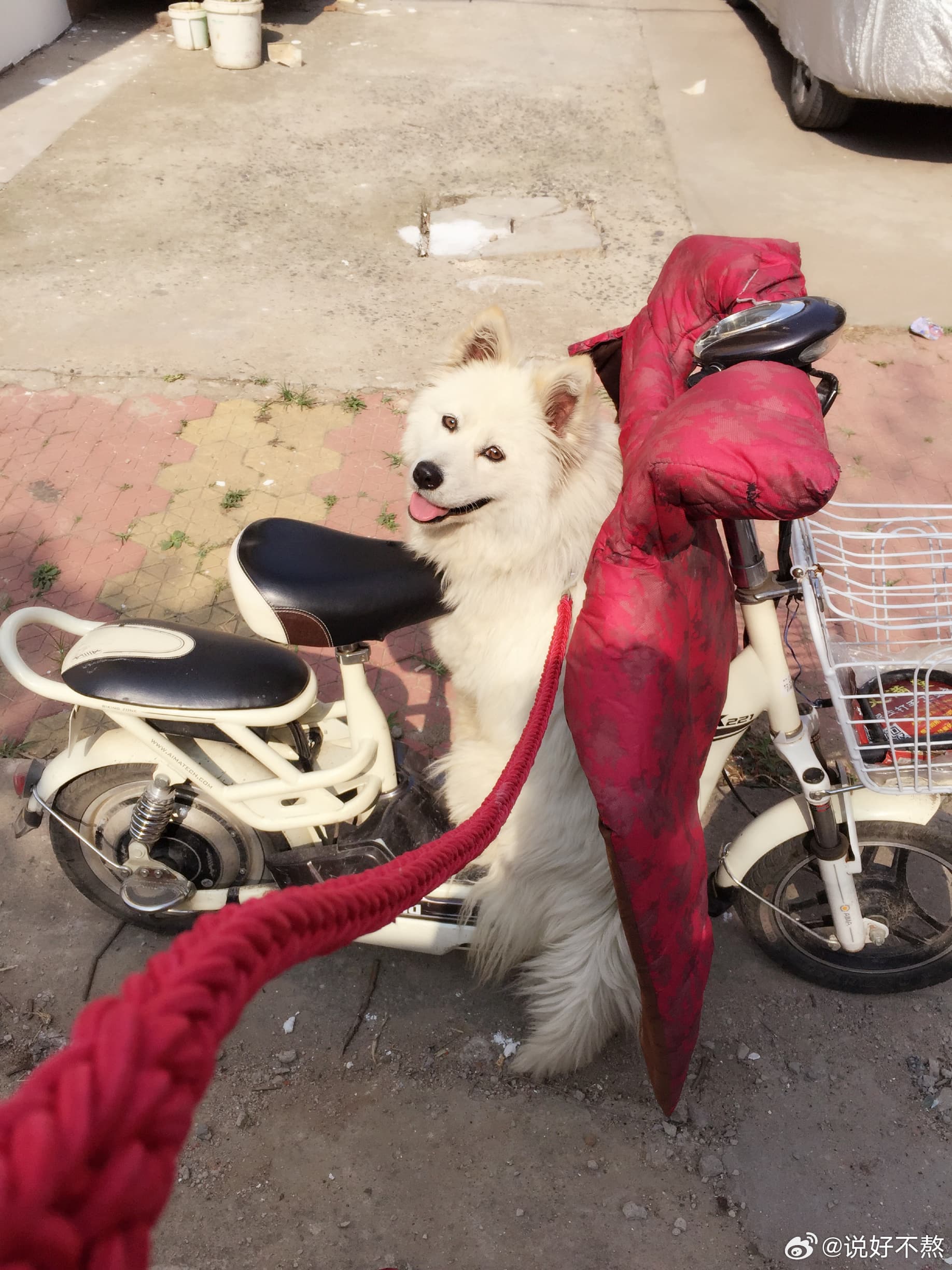 薩摩耶乖巧可愛。（翻攝飼主微博）