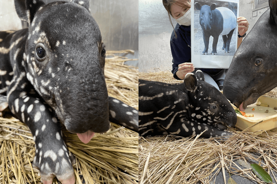 英雄小時候還有可愛的小豬斑紋。（翻攝自橫濱動物園官網）