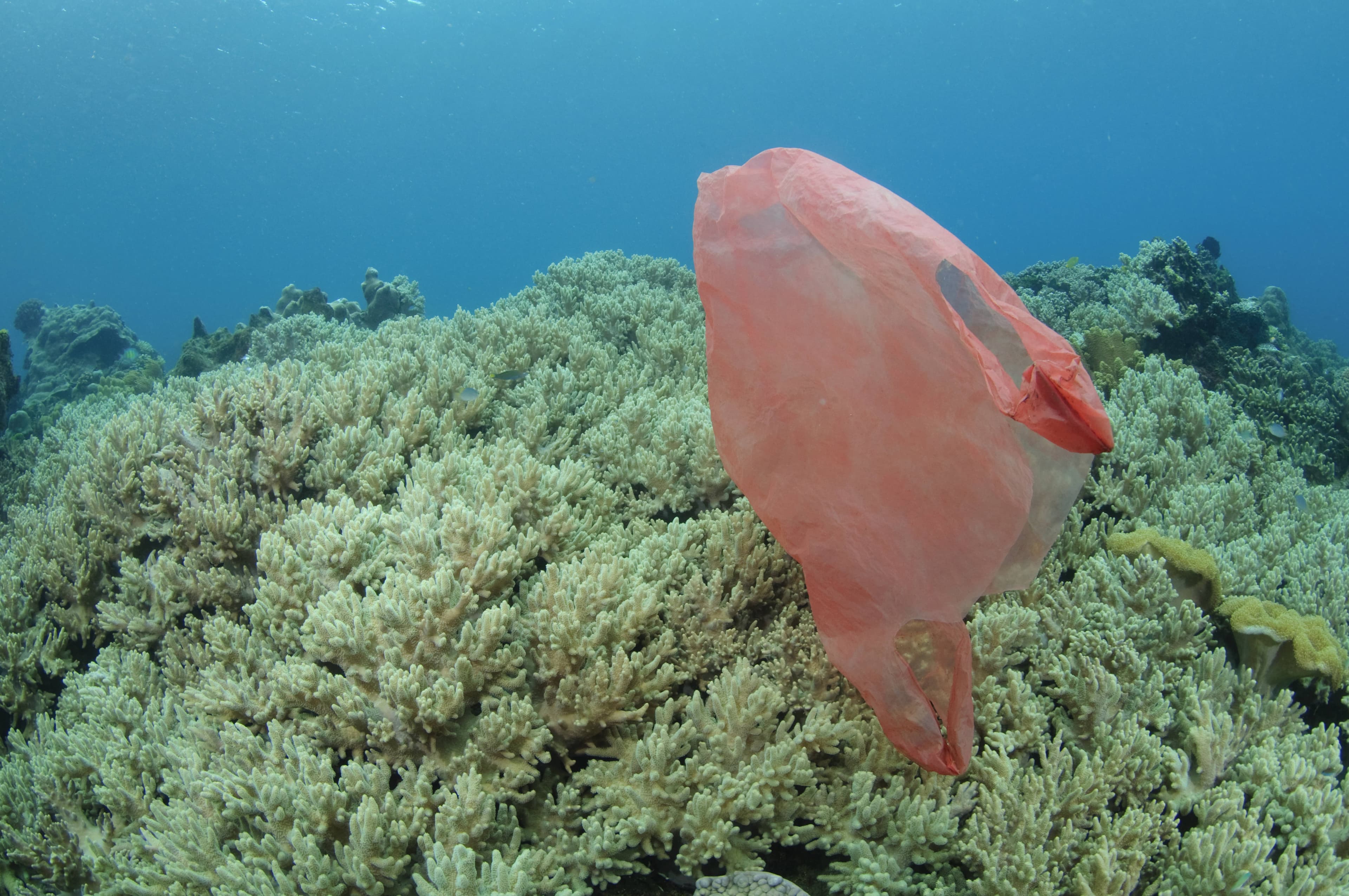 印尼北蘇拉威西藍碧海峽（Lembeh Strait）美麗的珊瑚礁中漂浮著一個塑膠袋。（東方IC）