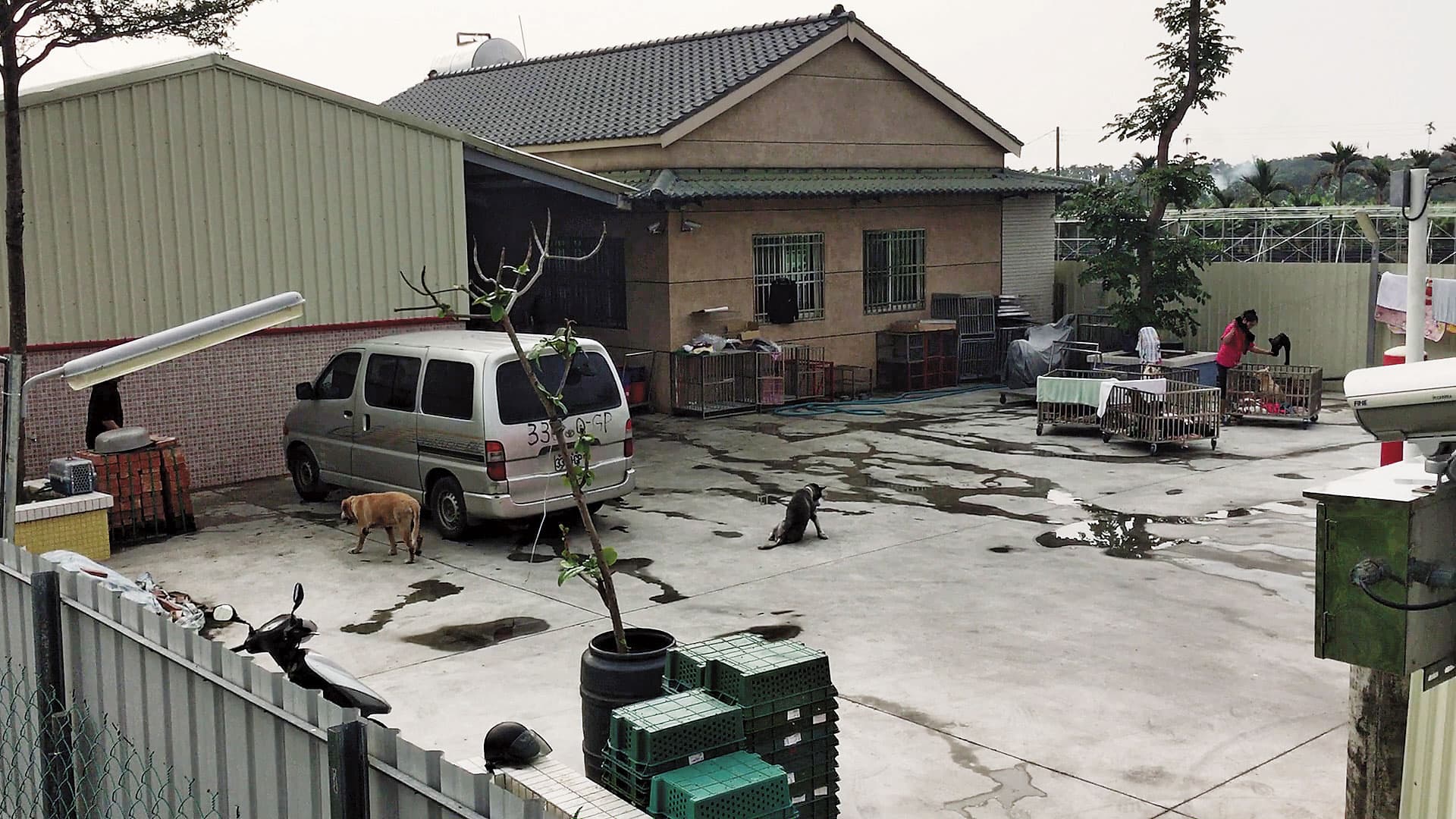 保育場占地千坪，廣場仍有很大空地，在外面休息的犬隻數量不多。