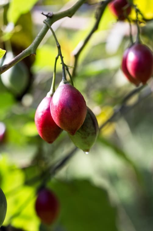 色澤艷紅的樹番茄，被莊明諺形容為「紅寶石」。