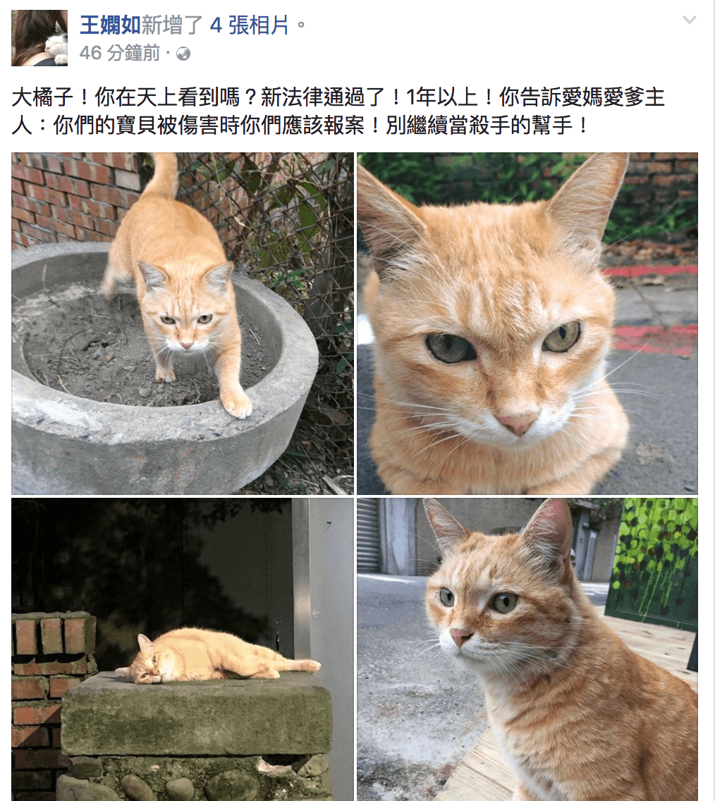 《動保法》修正草案今日三讀通過，當初報案的法國籍愛媽則在臉書po文悼念「大橘子！你在天上看到了嗎？」