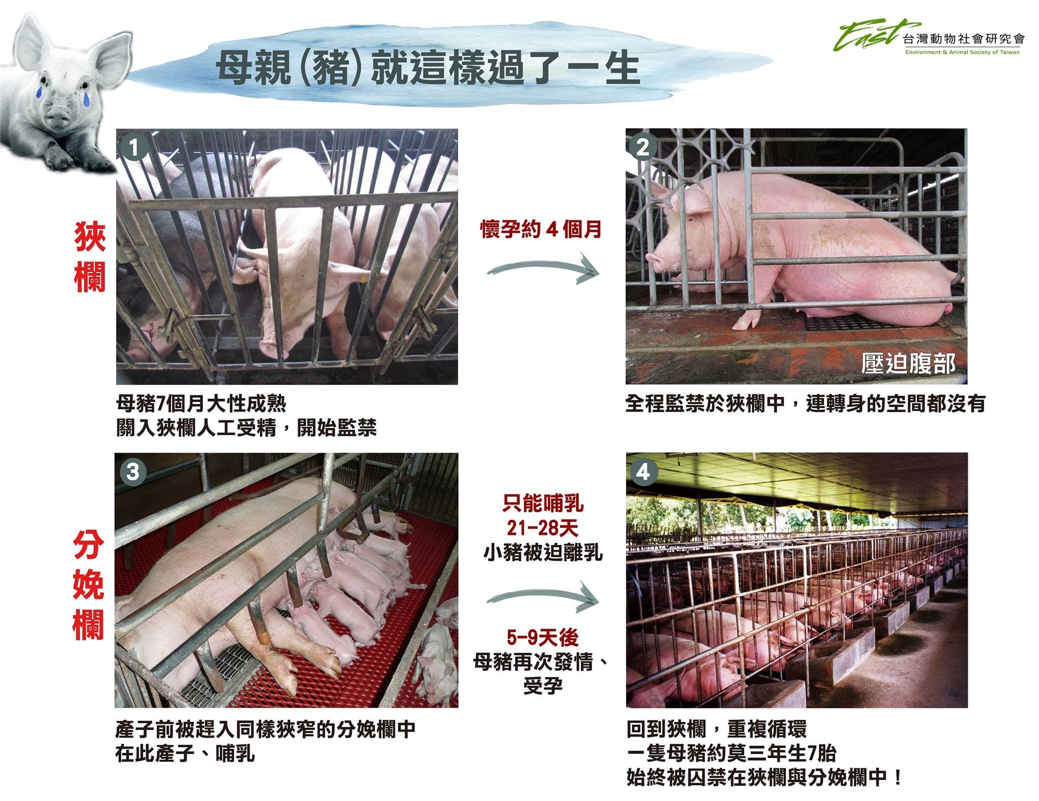 由台灣動物社會研究會製作的「母豬（親）就這樣過了一生」圖表。母豬產下小豬後，哺乳兩週左右就被迫分離，有些母豬自此出現「空咀嚼的行為」。