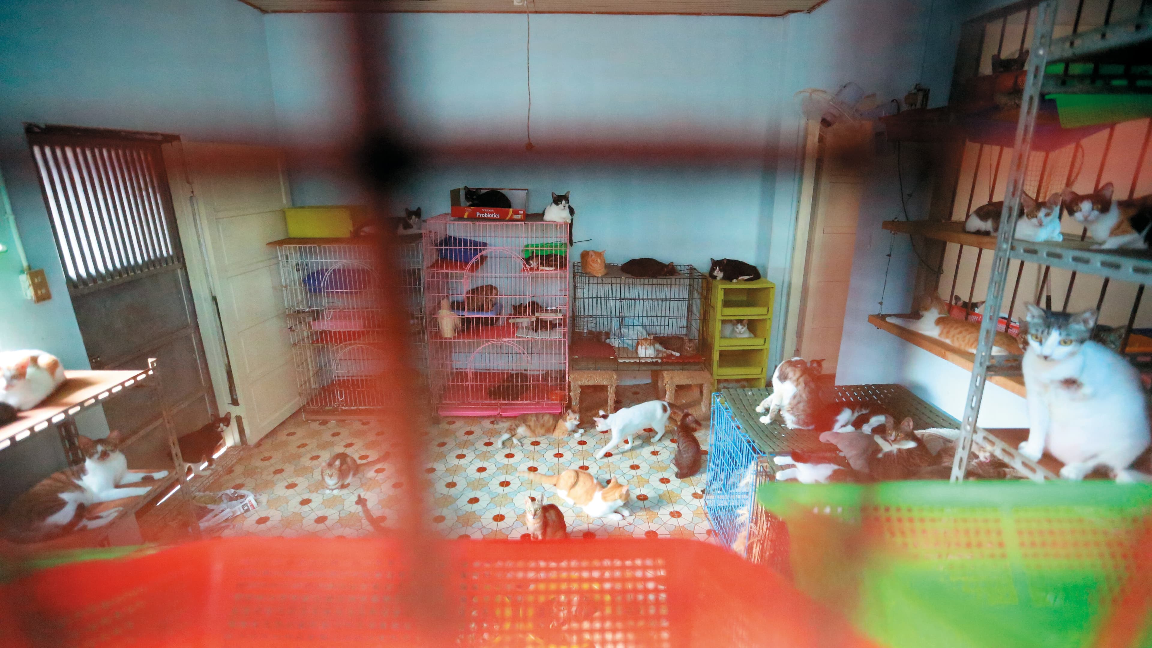 貓坑環境擁擠、異味濃厚。
