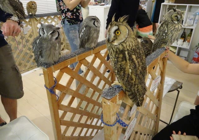 夜行性動物卻被迫在白天活動，雙腳24小時被綁住，不能飛也不能自由喝水。有貓頭鷹咖啡館被踢爆，店內30隻貓頭鷹，一年死7隻。