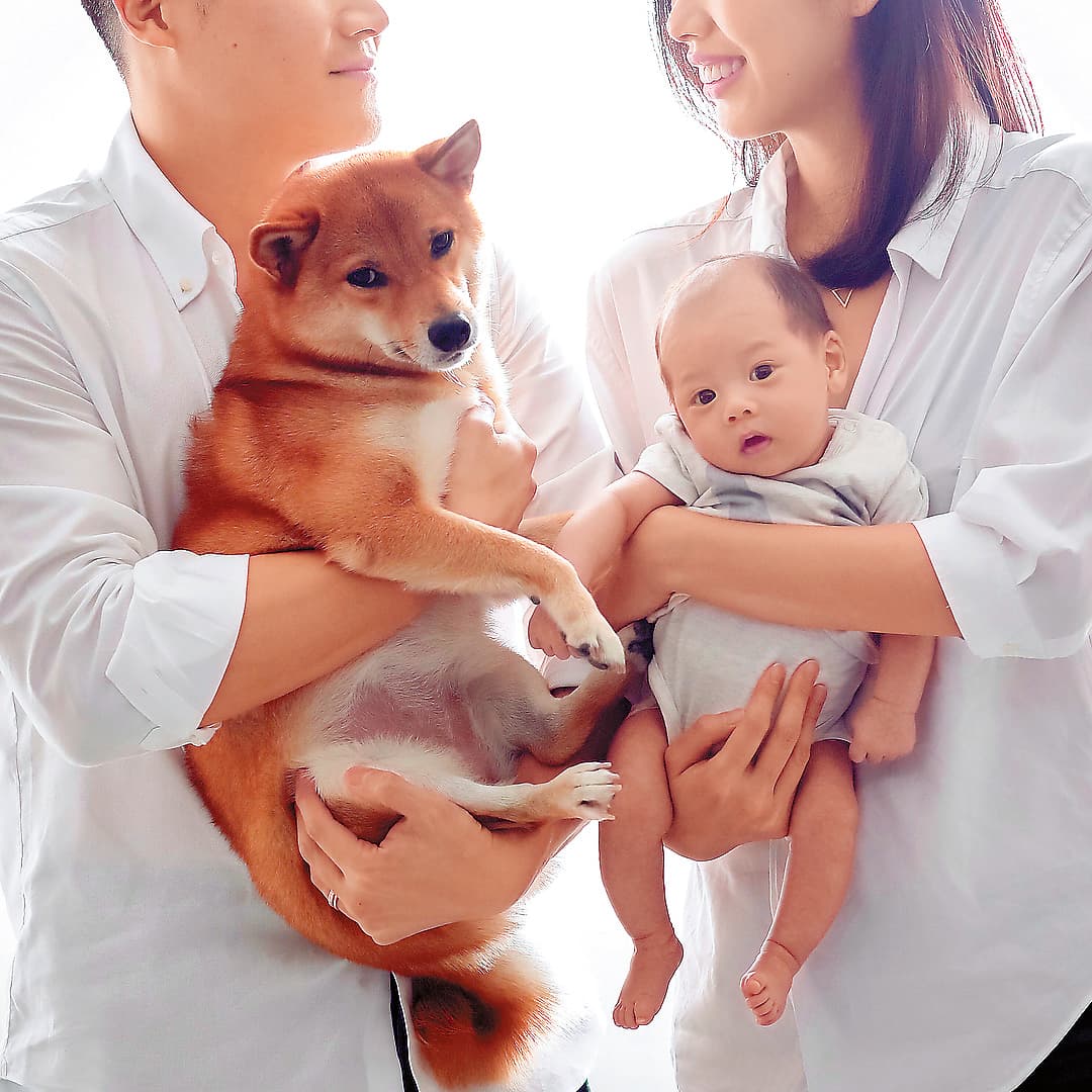 2年多前，林可彤接收了朋友遺棄的柴犬，一直當女兒看待，兒子出生後，她也把犬姐姐跟Adam弟弟一家4口幸福照放上網。（翻攝自林可彤IG）