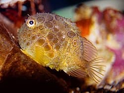 圓鰭魚常見於北半球溫帶寒冷海域，日本東北分布著許多特有種。（翻攝自維基百科）