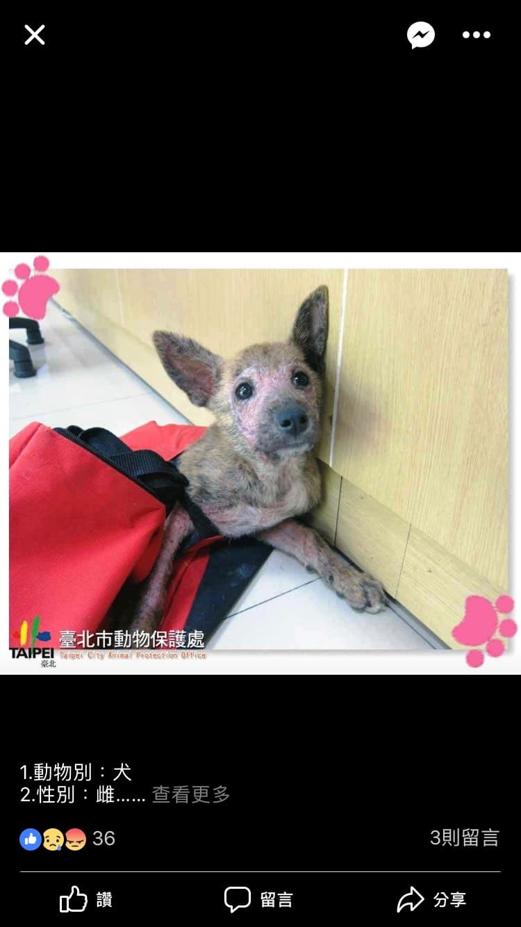 這是姆姆剛被棄養時，登錄在網站上的「醜」樣子。（Judy 提供）
