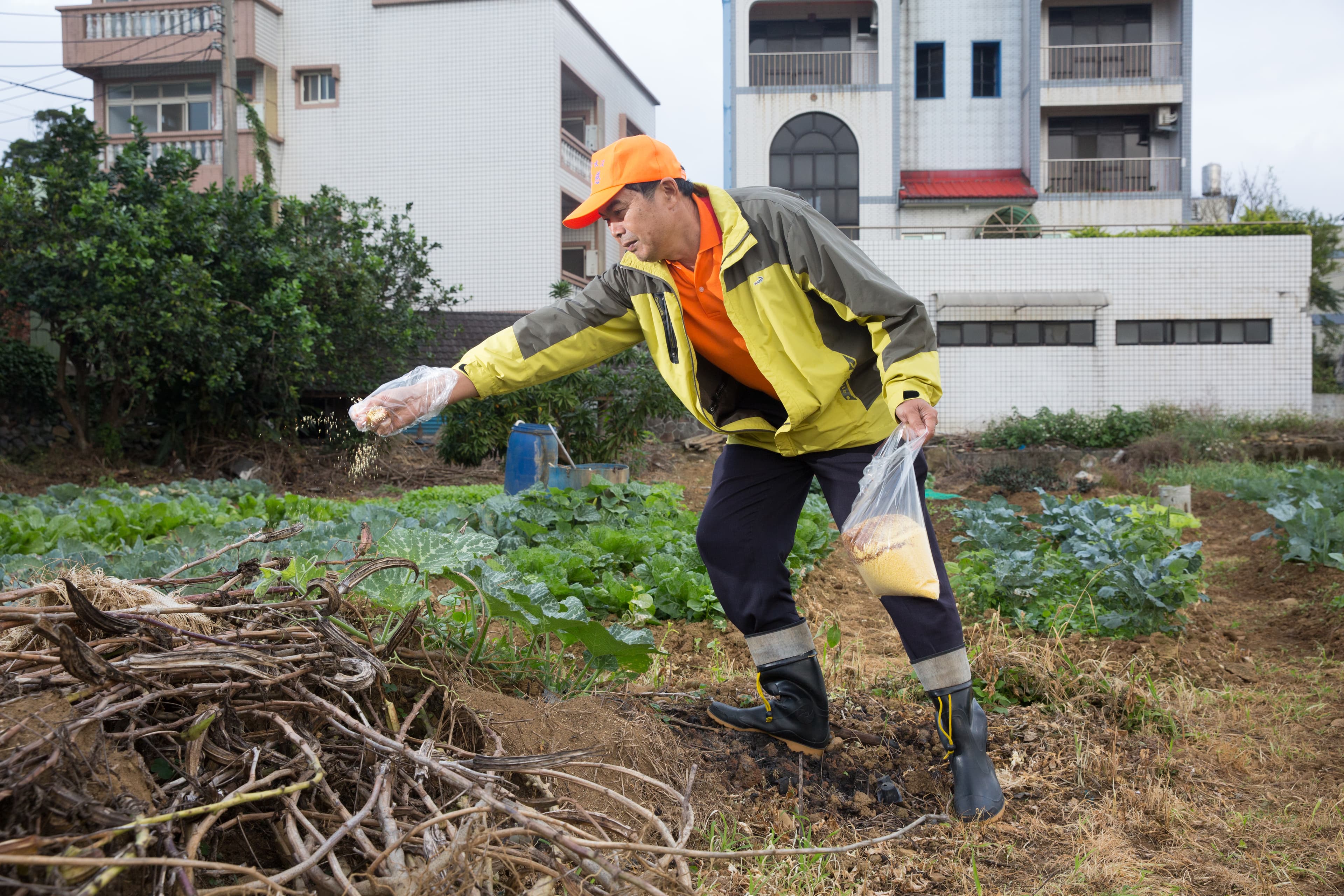 淡水屯山里農民自發性撒藥對抗紅火蟻，但新北缺乏中央統籌角色，難以將其全數撲滅。