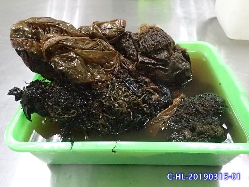 工作人員從柯氏喙鯨胃中取出的塑膠垃圾。（翻攝自海洋委員會海洋保育署臉書）