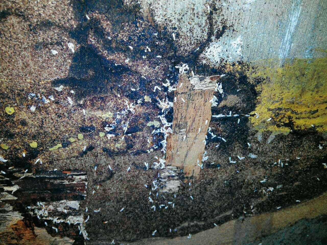 颱風過後，安親班牆壁漏水、長白蟻（圖），業者花錢裝潢，卻遭鄰居不斷檢舉。（讀者提供）