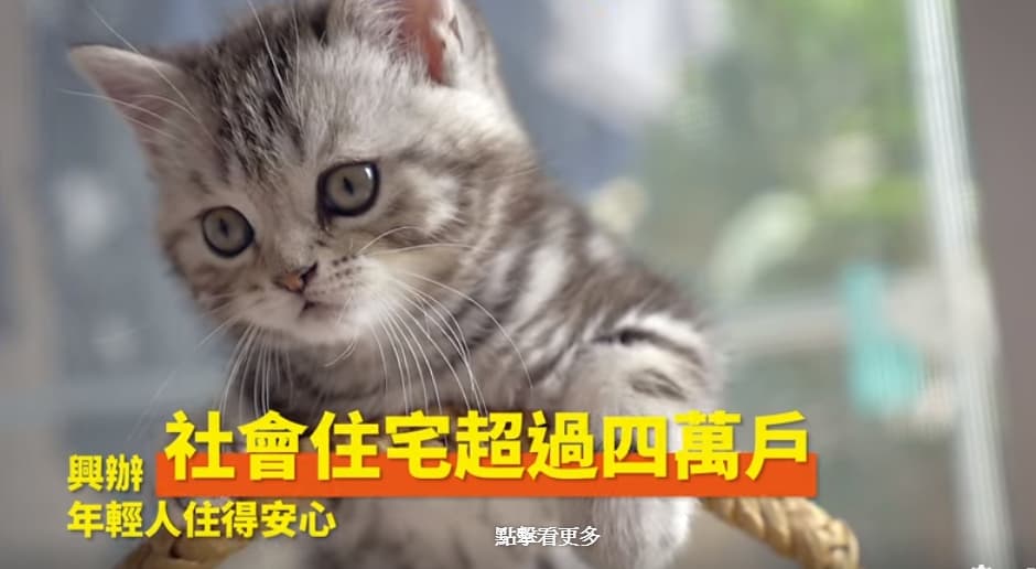 行政院貼出政績宣傳影片，貓咪太萌讓網友吐槽「這根本違憲」（翻攝中華民國行政院臉書）