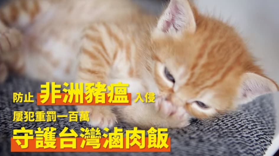 行政院宣傳政績影片背景的萌貓影片太吸睛，網友紛紛留言狂讚。（翻攝中華民國行政院臉書）