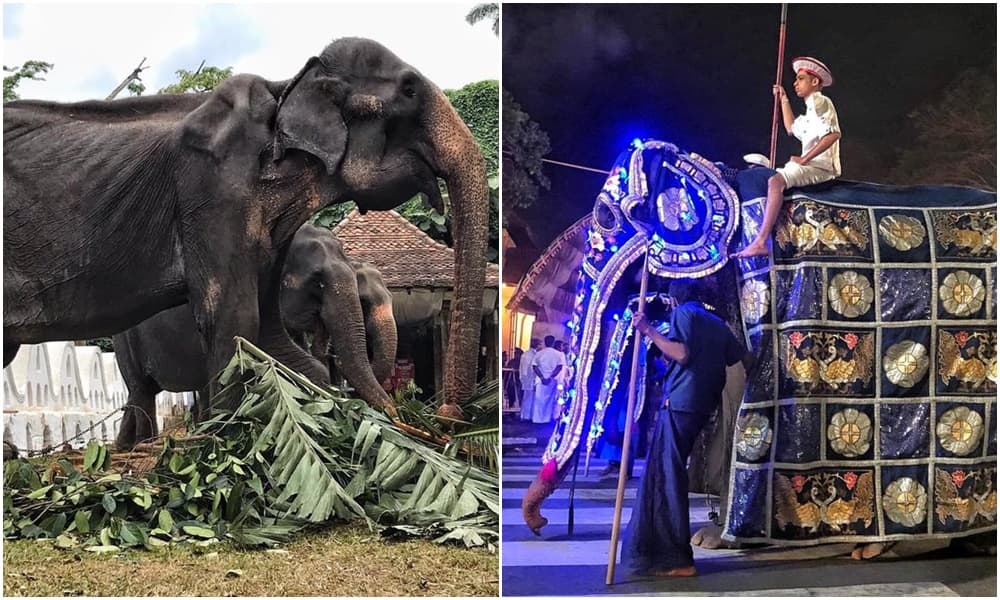 70歲母象蒂奇莉穿上華服遊行，華服下身軀卻是皮包骨。（翻攝自Save Elephant Foundation臉書）