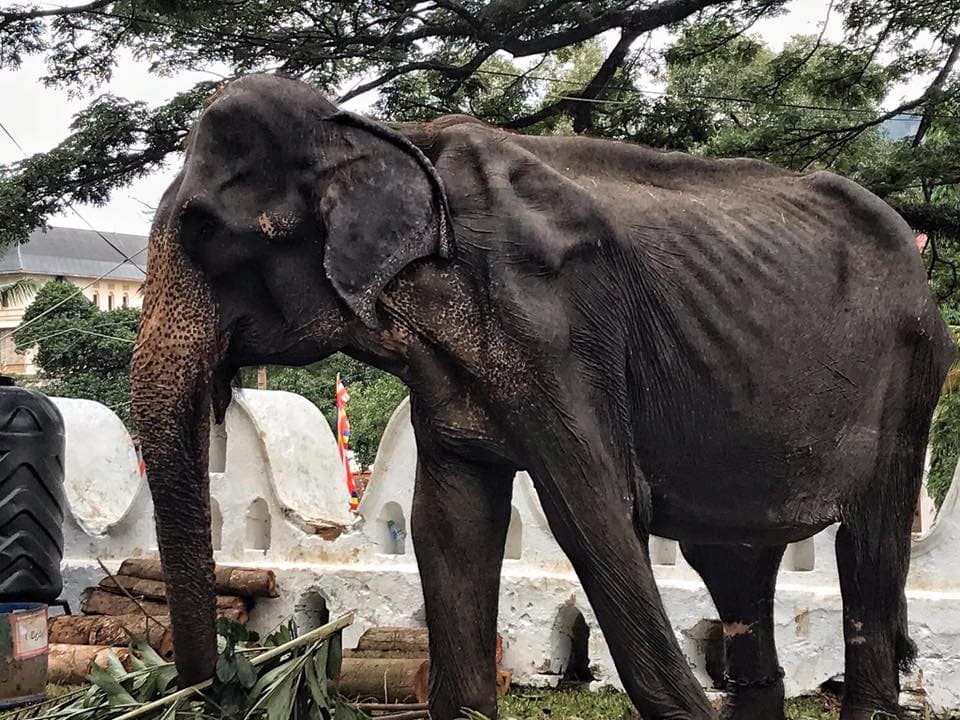 70歲母象蒂奇莉瘦成皮包骨。（翻攝自Save Elephant Foundation臉書）