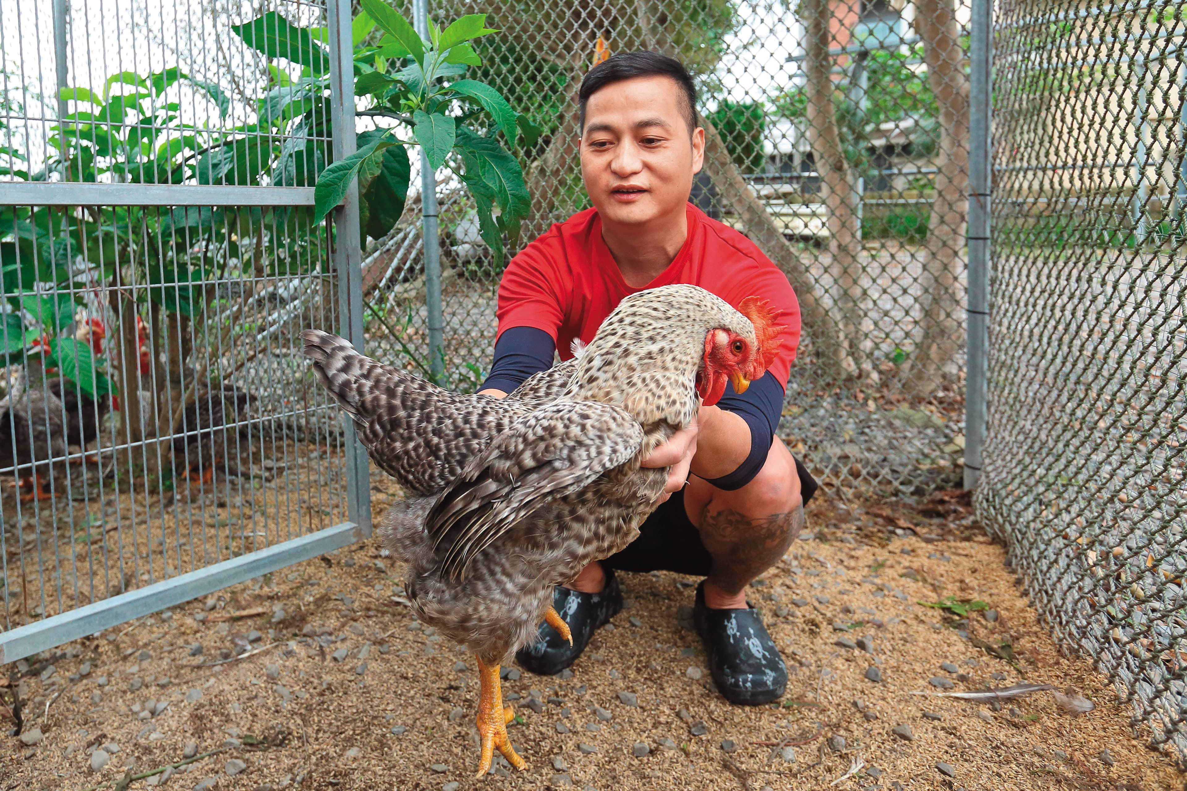 半路出家的簡佑達，花費極大心力，8年前成功復育出在台灣幾近消失的蘆花雞。