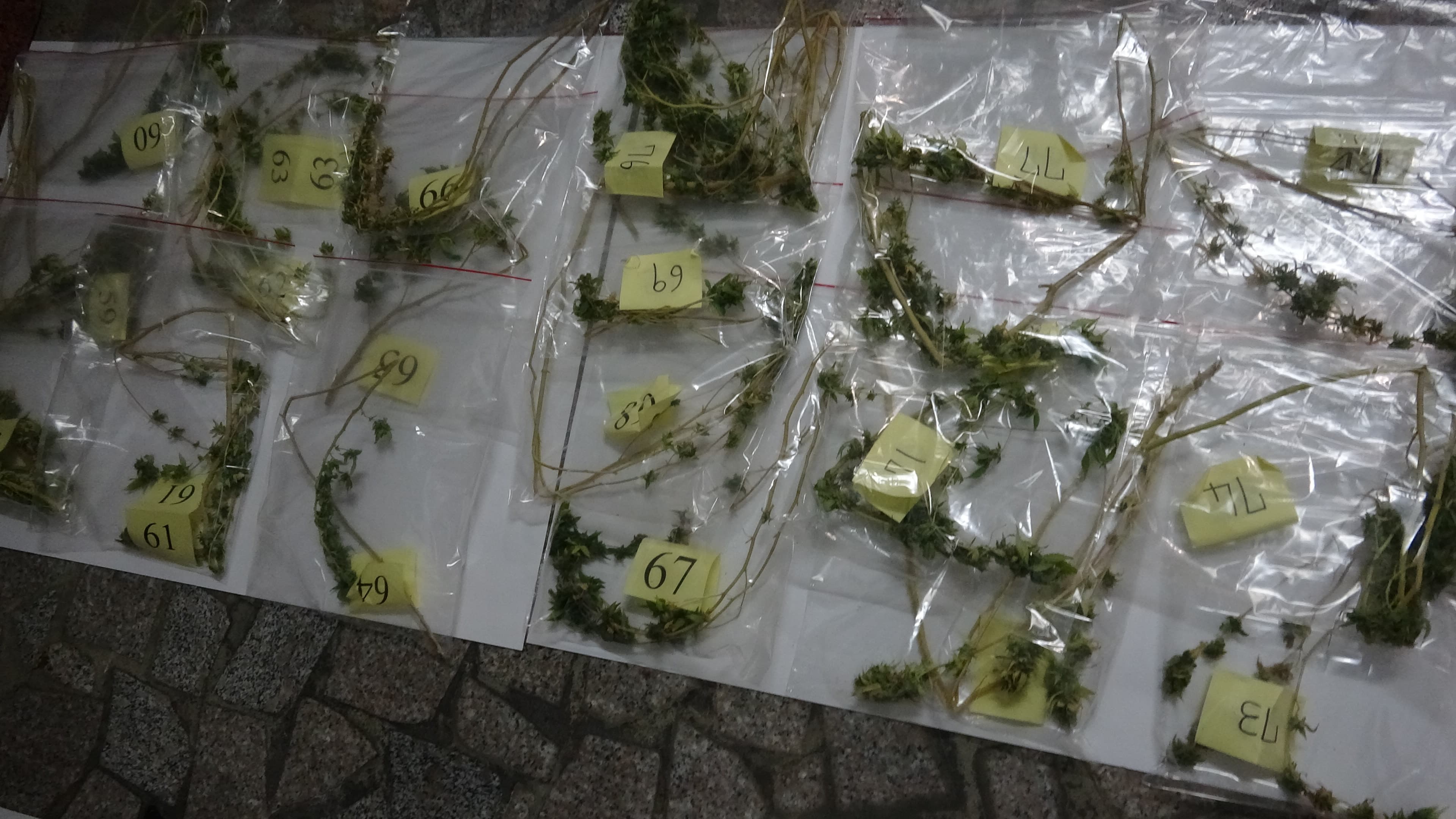 刑事局中打破獲大麻種植工廠，起出乾燥的大麻株。（翻攝畫面）