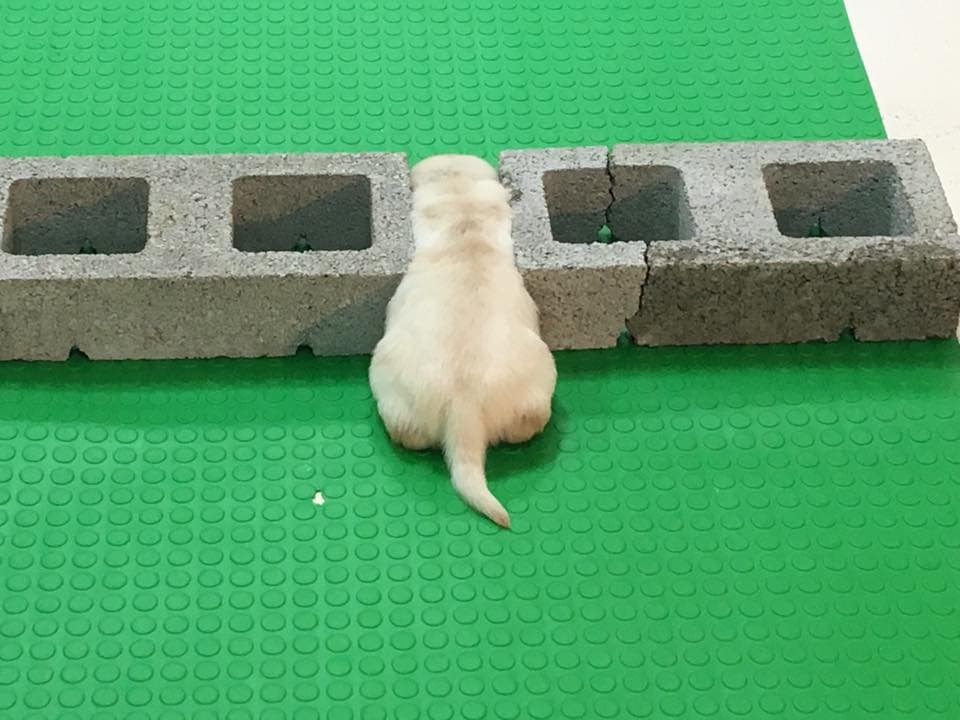 海關為緝毒犬幼犬急徵寄養家庭，幼犬可愛模樣萌翻網友。（翻攝自海關緝毒犬臉書）