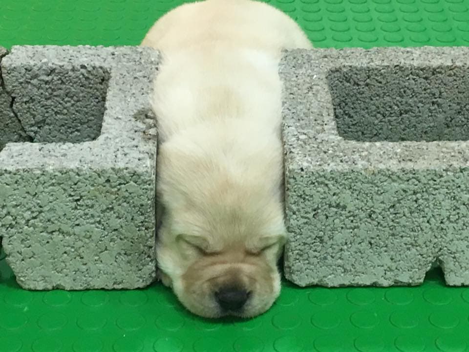 海關為緝毒犬幼犬急徵寄養家庭，幼犬可愛模樣萌翻網友。（翻攝自海關緝毒犬臉書）