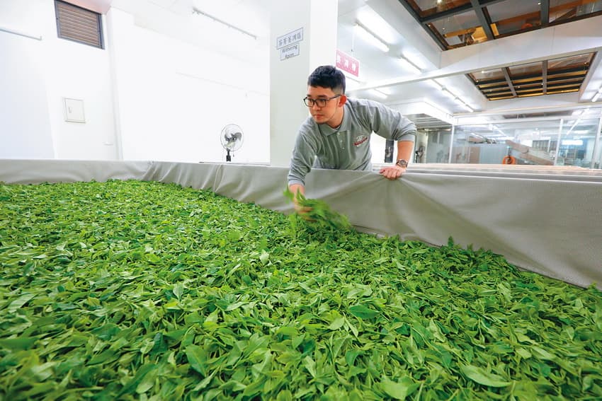王朝偉經由學習了解茶的習性，親手設計觀光工廠的藍圖。