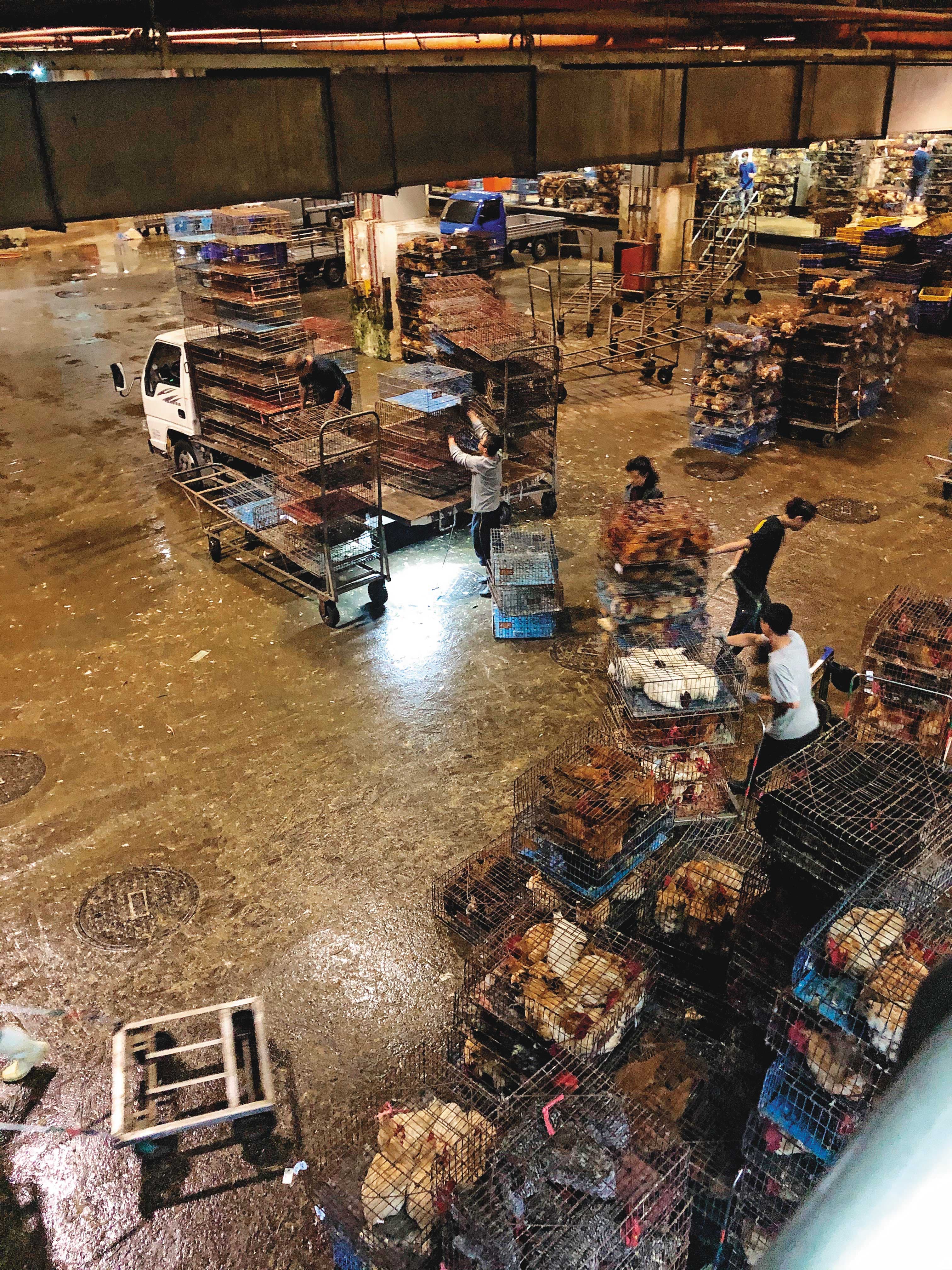 2/29 22:20 北部一處大型官辦屠宰場，業者聘用約200名無證移工，正與台籍員工一起搬運雞籠、鴨籠，但雇主並未提供充足口罩及衛教，工作環境也不佳，讓他們身陷感染風險。