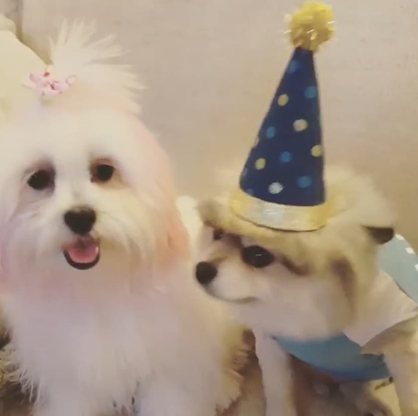 博美「Boo」和馬爾濟斯「Cupcake」原本都是自然毛色。（翻攝自booandcupcake IG）