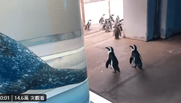 網友可以隨著影片，一起跟著企鵝逛水族館。（翻攝自横浜・八景島シーパラダイス公式 推特）
