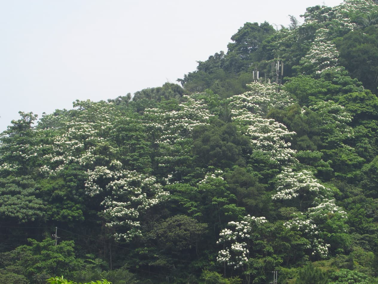 滿山的油桐花海。