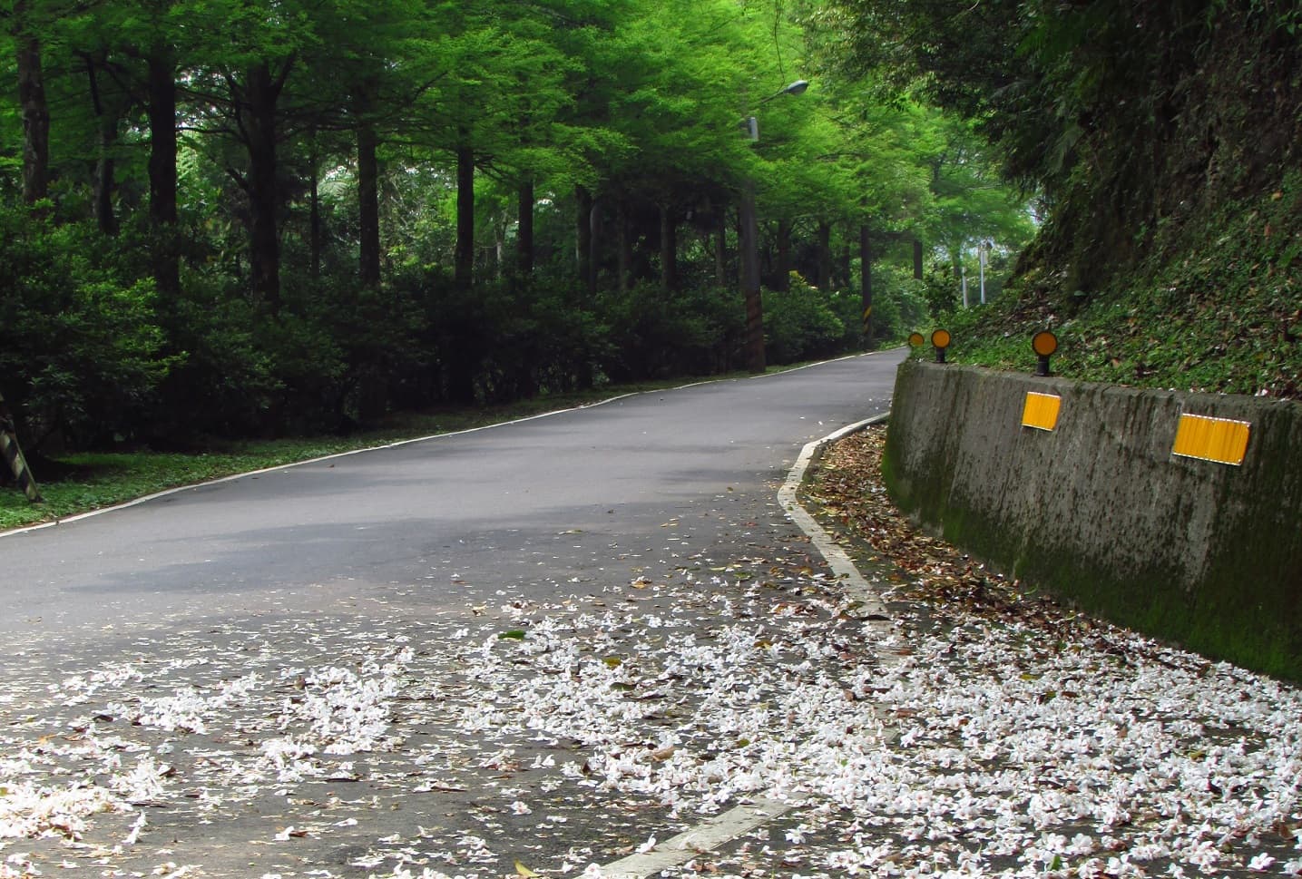 石碇區內的幾條縣道山路，不時可見桐花落滿路面。
