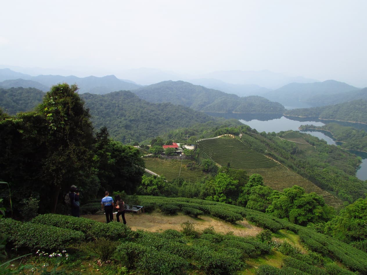 石碇有名的景點「千島湖」附近是美麗的茶園。