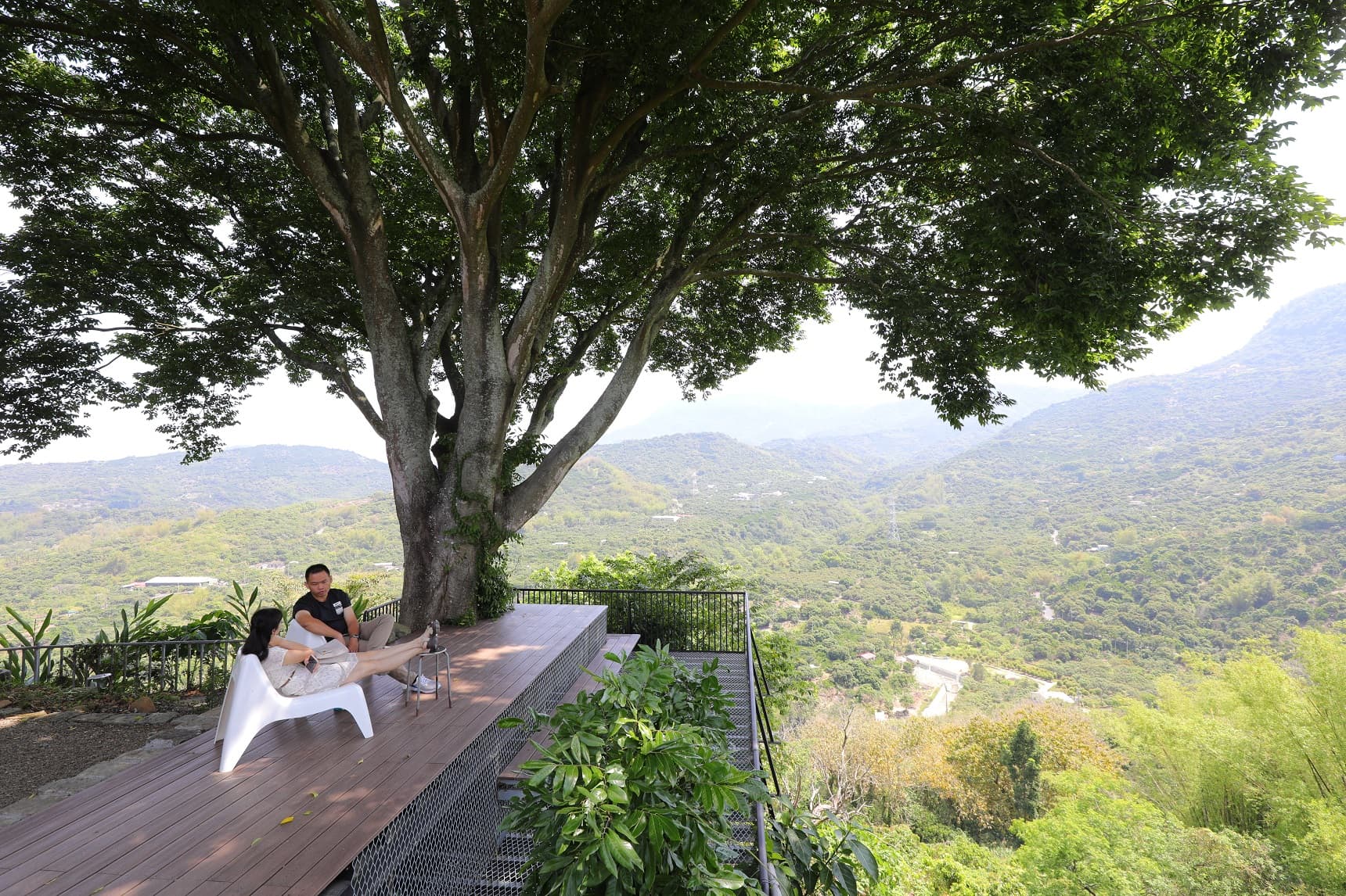 兩百多歲的朴子老樹下，適合在此觀山、聽風、甚至打個盹。