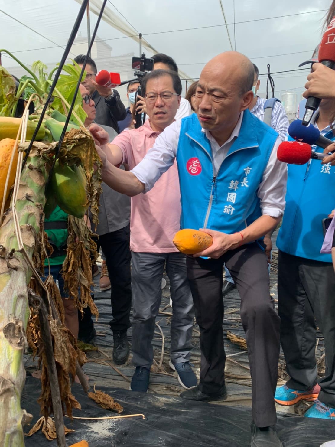 高雄市長韓國瑜今日到美濃、旗山視察木瓜農損。（高雄市政府提供）