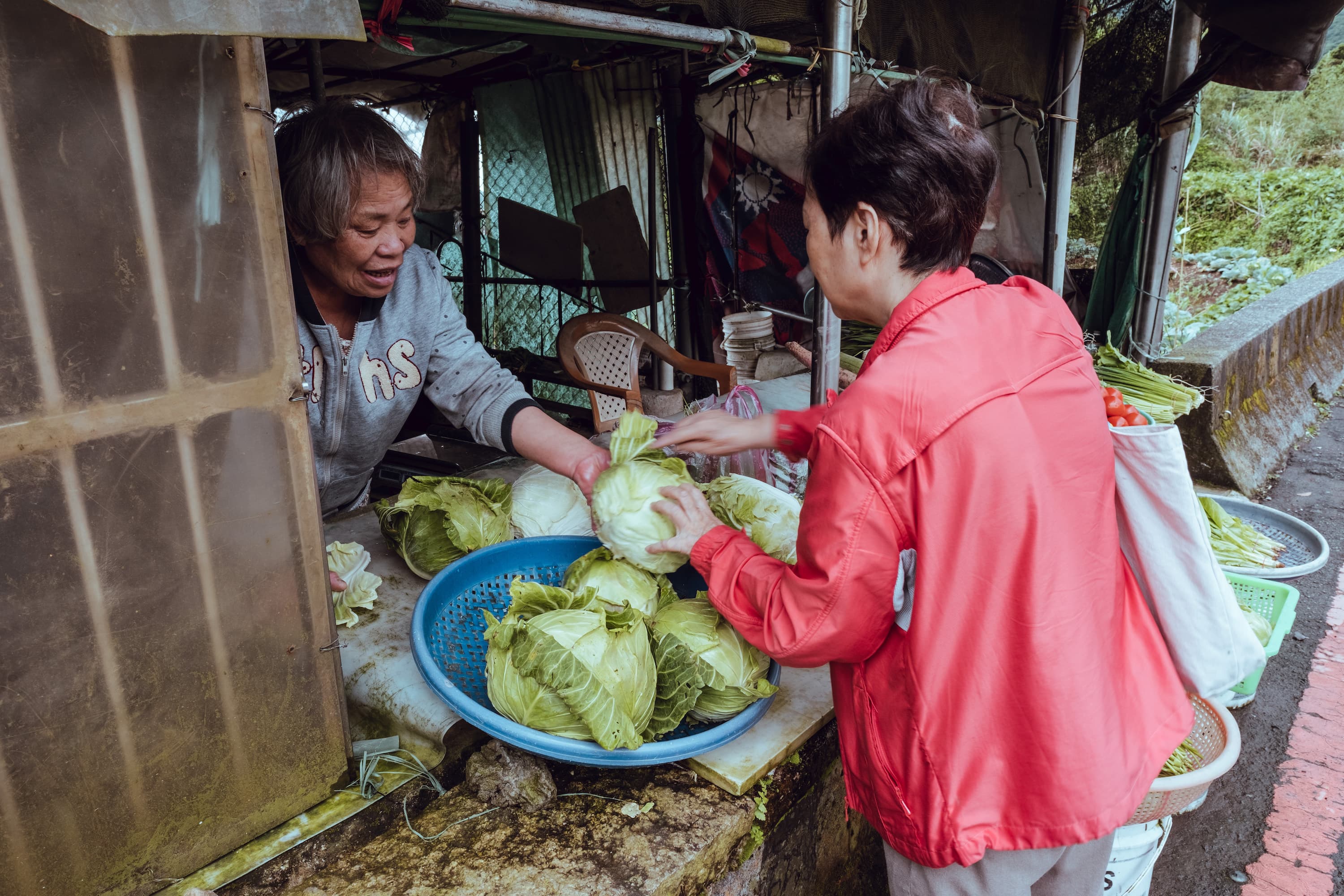 慢慢散步往賞花區，在路旁賣的高山高麗菜相當清脆好吃，走過路過帶一顆回去不會失望。