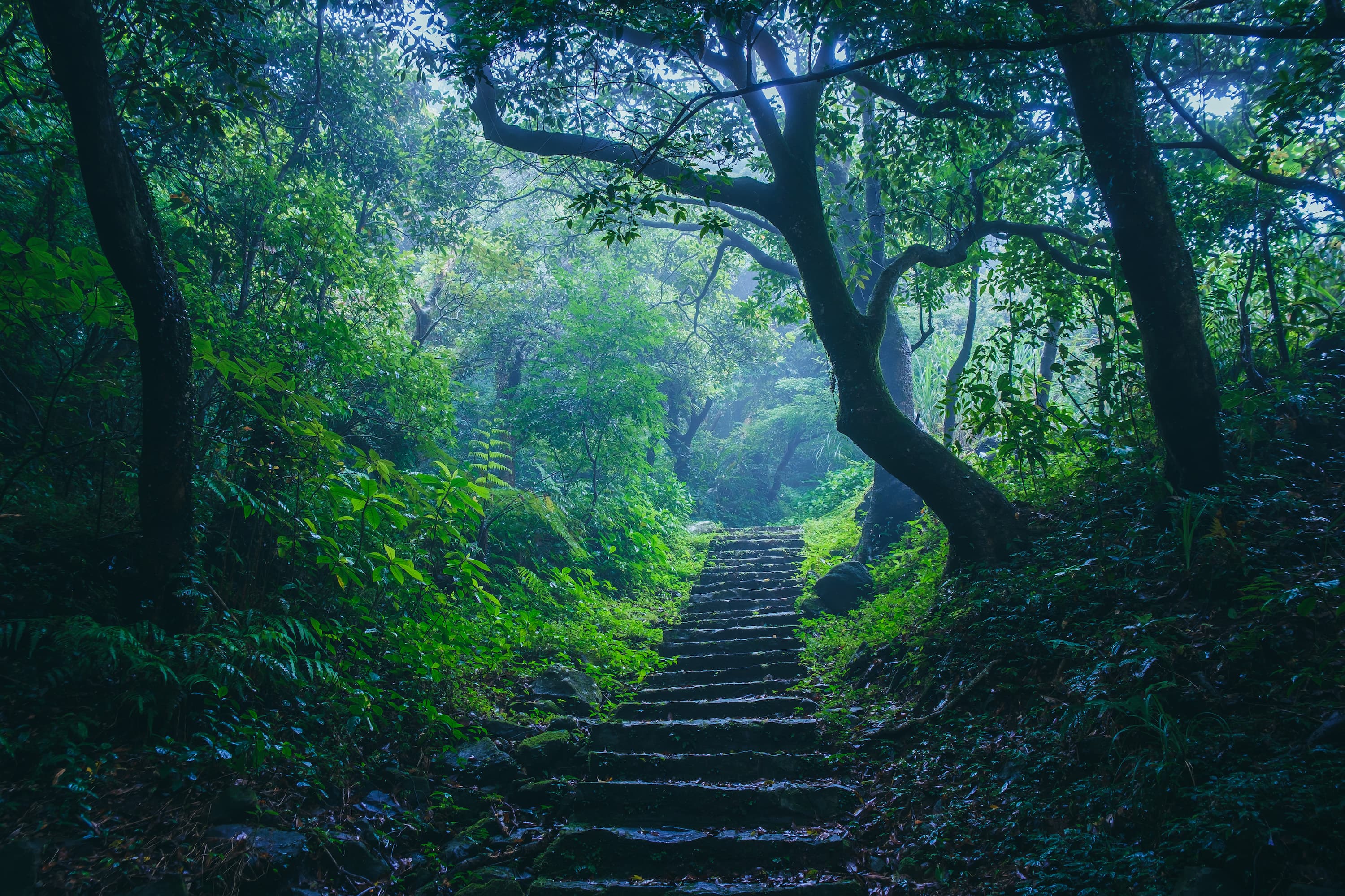 沿路地面都很濕滑，林蔭之間腳步得小心。