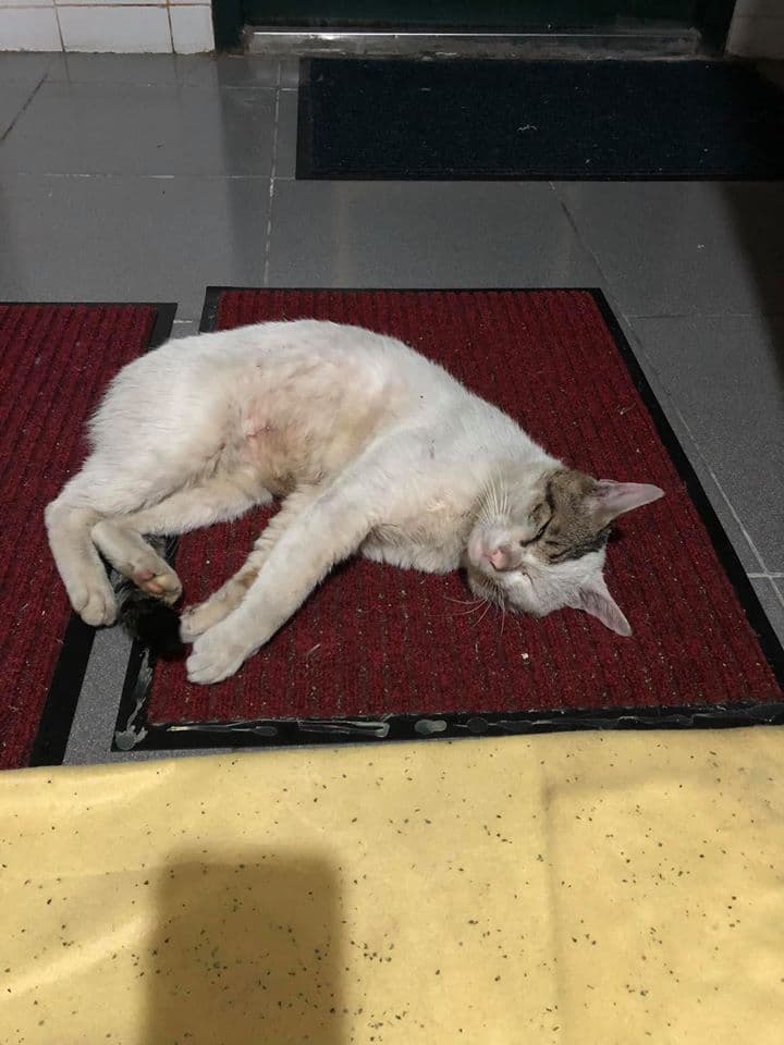 女飼主透露，被遺棄過的「黑尾」相當害怕人。（翻攝自臉書）