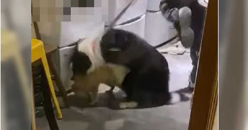 網友爆料台北知名咖啡店疑似有「放狗咬小浣熊」虐待動物事情發生。（翻攝自臉書）