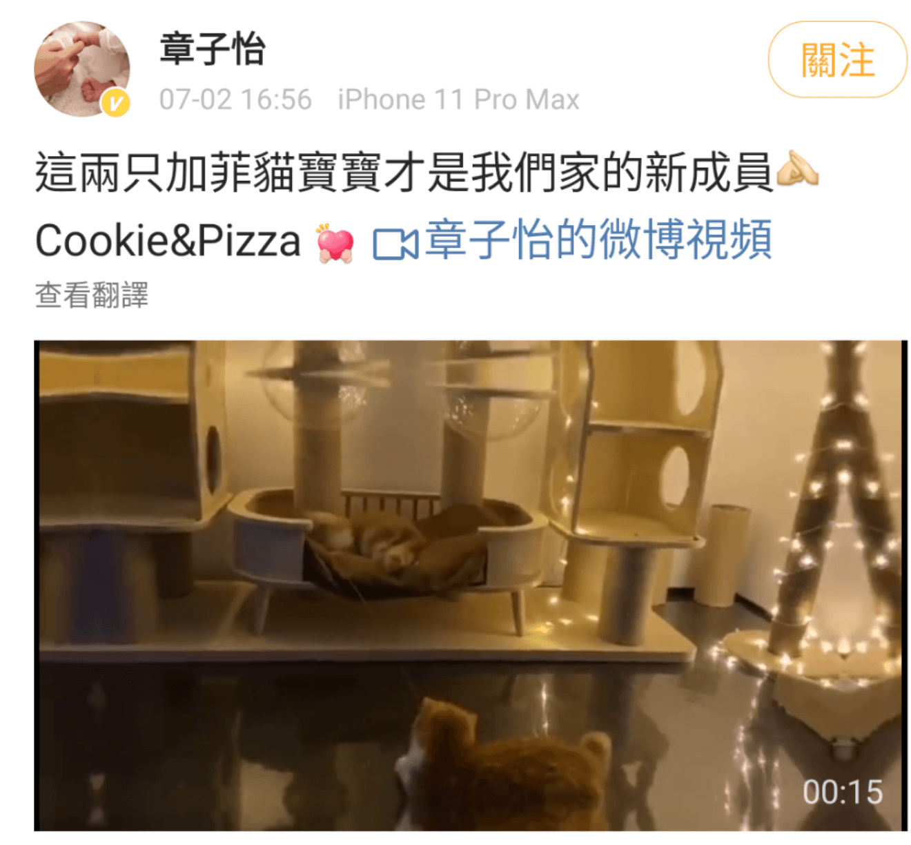 章子怡在微博貼出愛貓影片，表示牠們才是家中新成員，否認懷孕。（翻攝自章子怡微博）