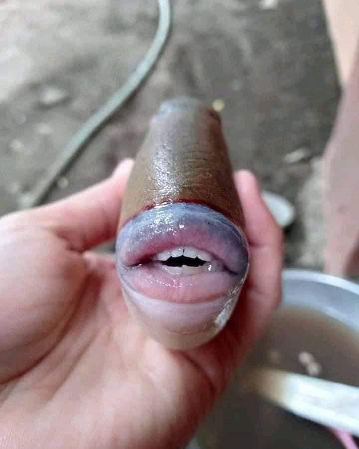 這條魚的嘴吧和牙齒就跟人類一樣，畫面衝擊網友。（翻攝自推特@raff_nasir）