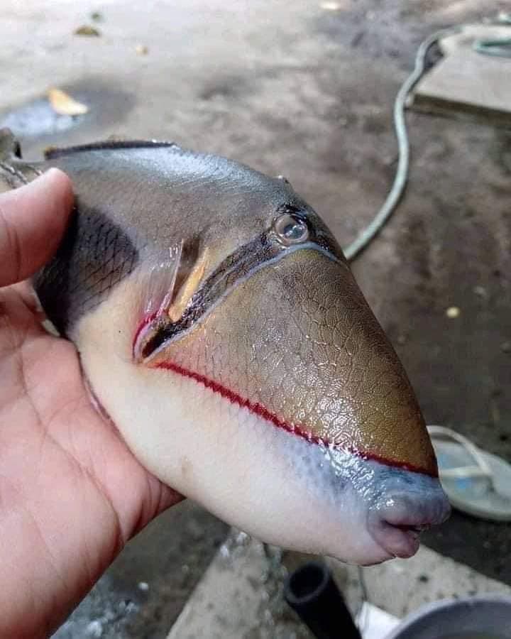 這種魚應屬於鱗魨科魚種，又稱做板機魚，個性非常凶悍。（翻攝自推特@raff_nasir）