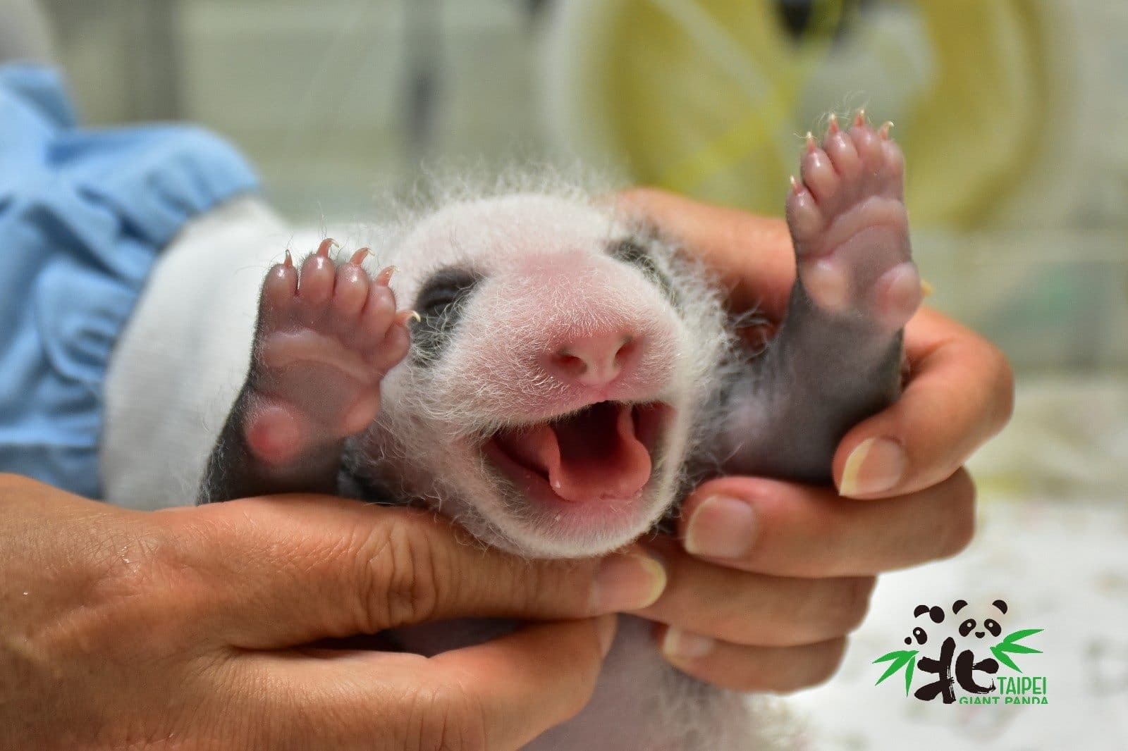 「圓仔妹」舉手卷舌（圖為7月16日，18日齡）。（台北市立動物園提供）