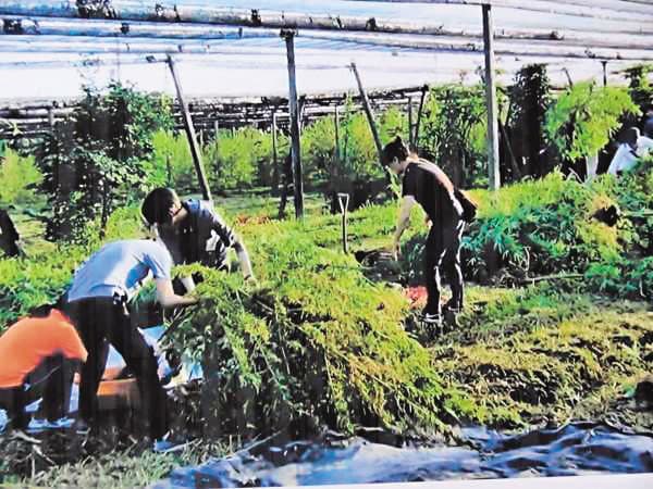 大麻這個出現在社會新聞裡的「毒品」，近年來被發現也是極具醫療潛力的植物。（翻攝畫面）
