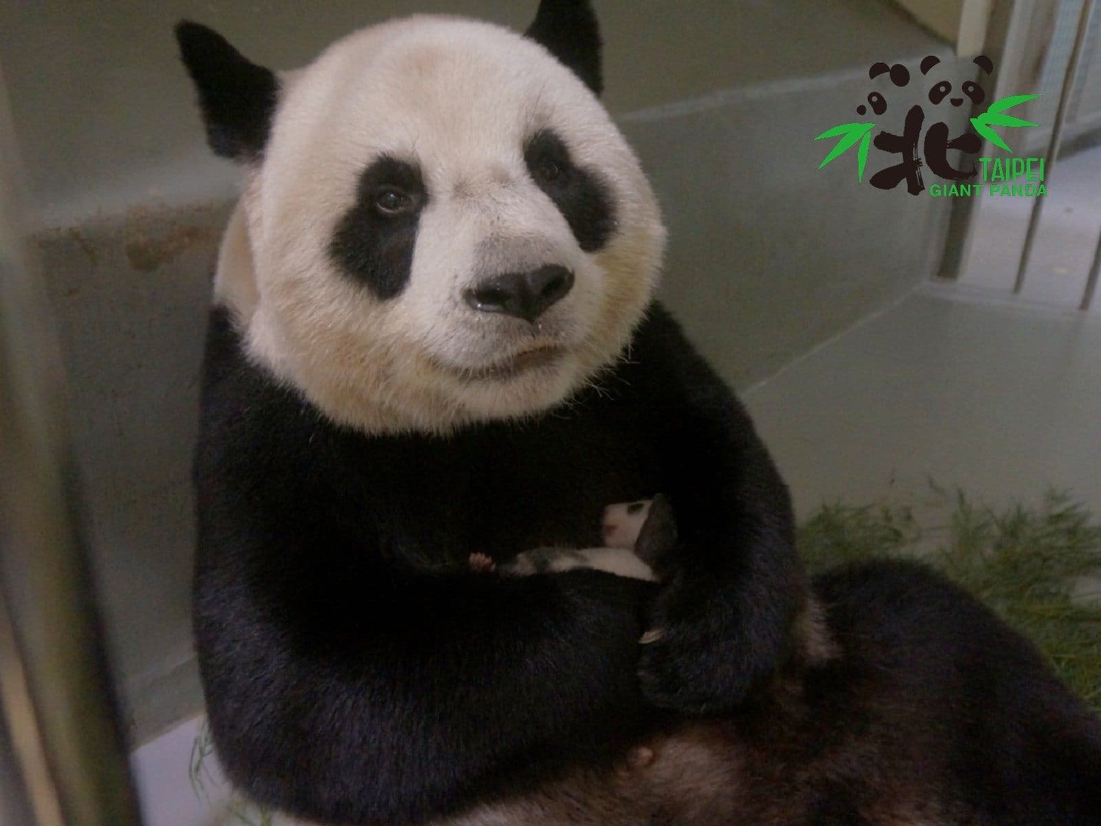 「圓仔妹」重回媽媽懷抱，畫面相當溫馨。（台北市動物園提供）