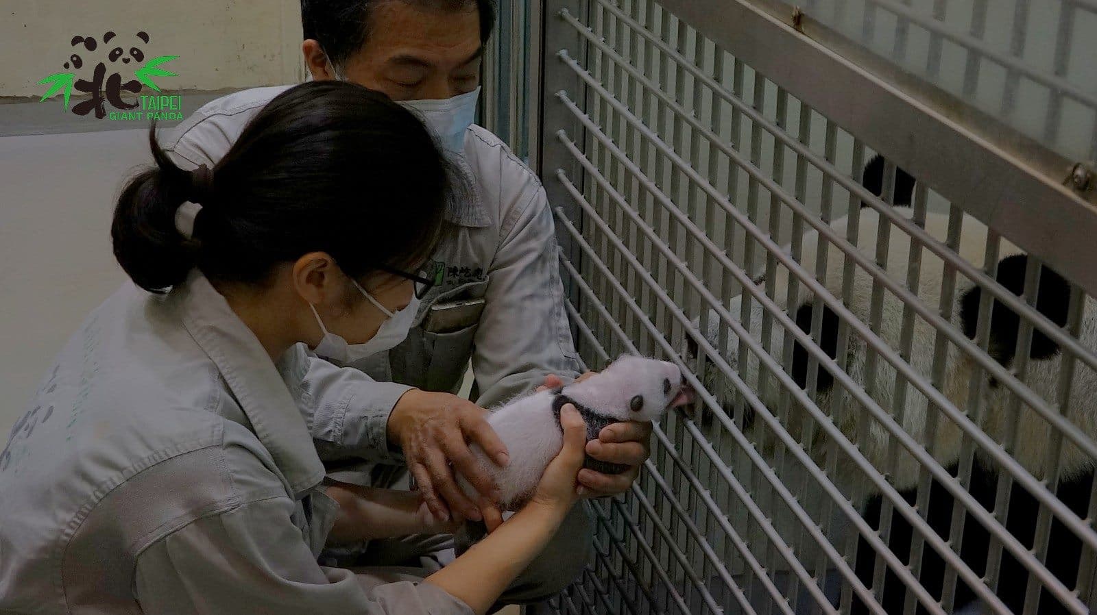 寶寶發出叫聲，「圓圓」用舌頭溫柔地舔舐。（台北市動物園提供）
