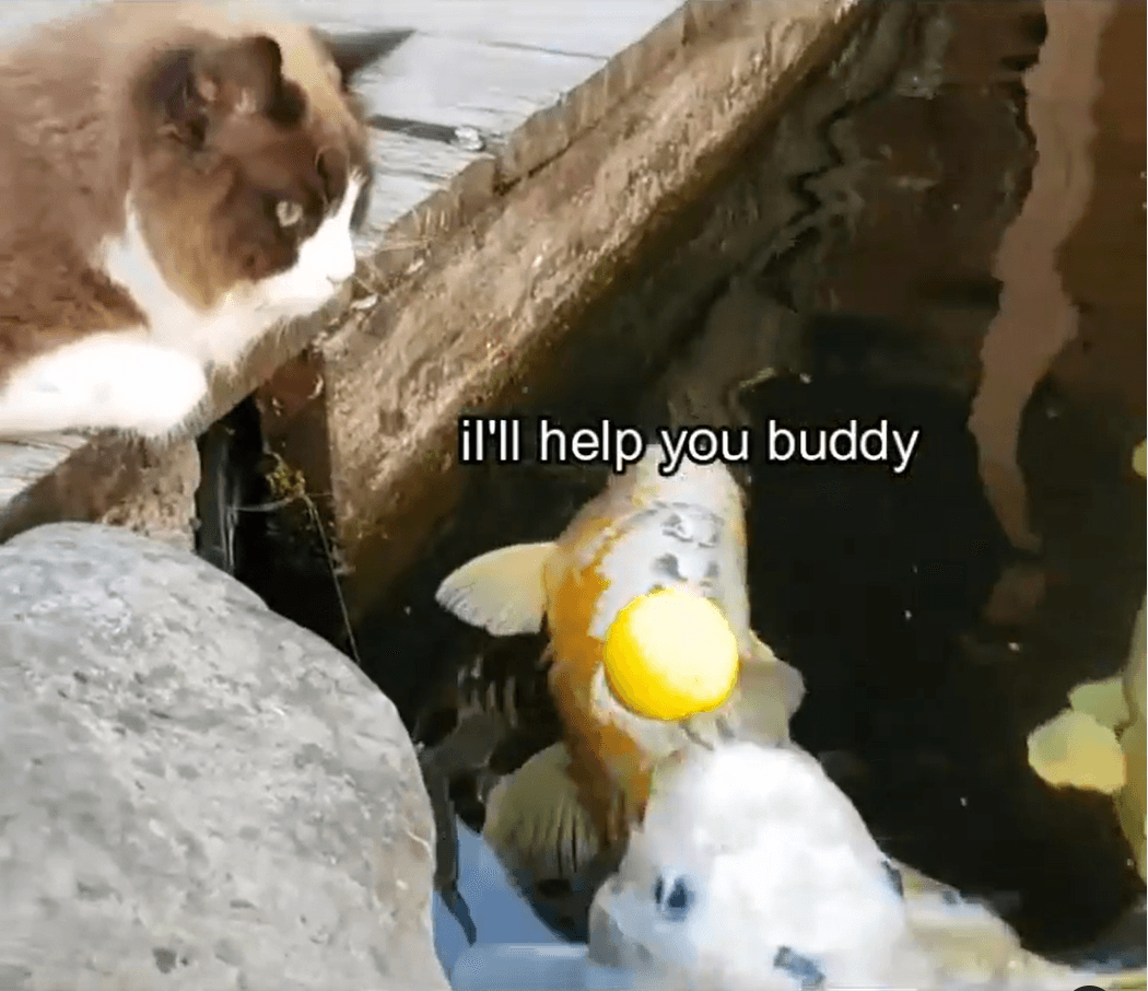 錦鯉嘟嘴相助，替貓咪把球頂回岸邊。（翻攝自IG@timo_the_ragdoll_cat）