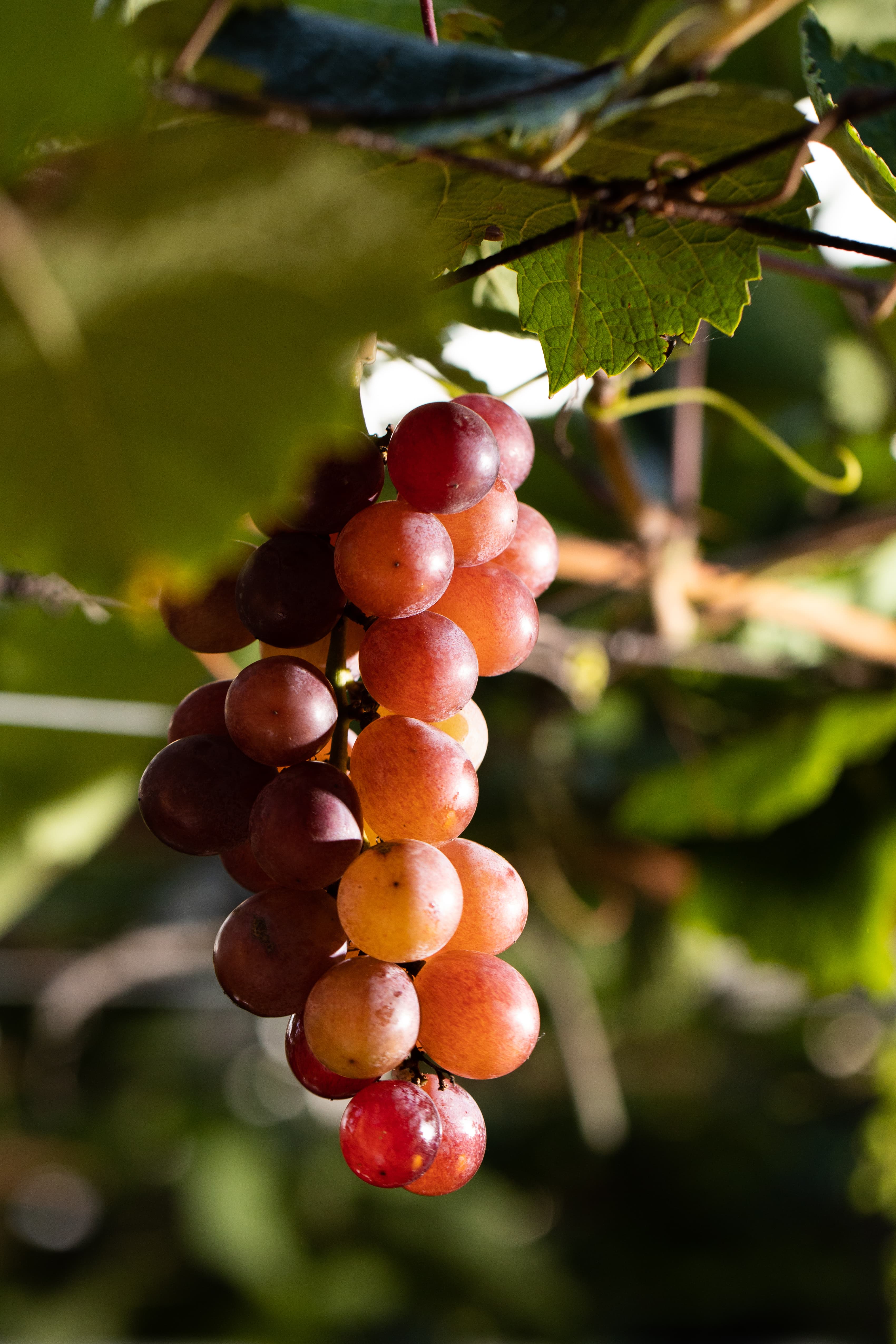顏色淺紫紅、帶有蜂蜜香氣的蜜紅葡萄，有「香水葡萄」之稱。