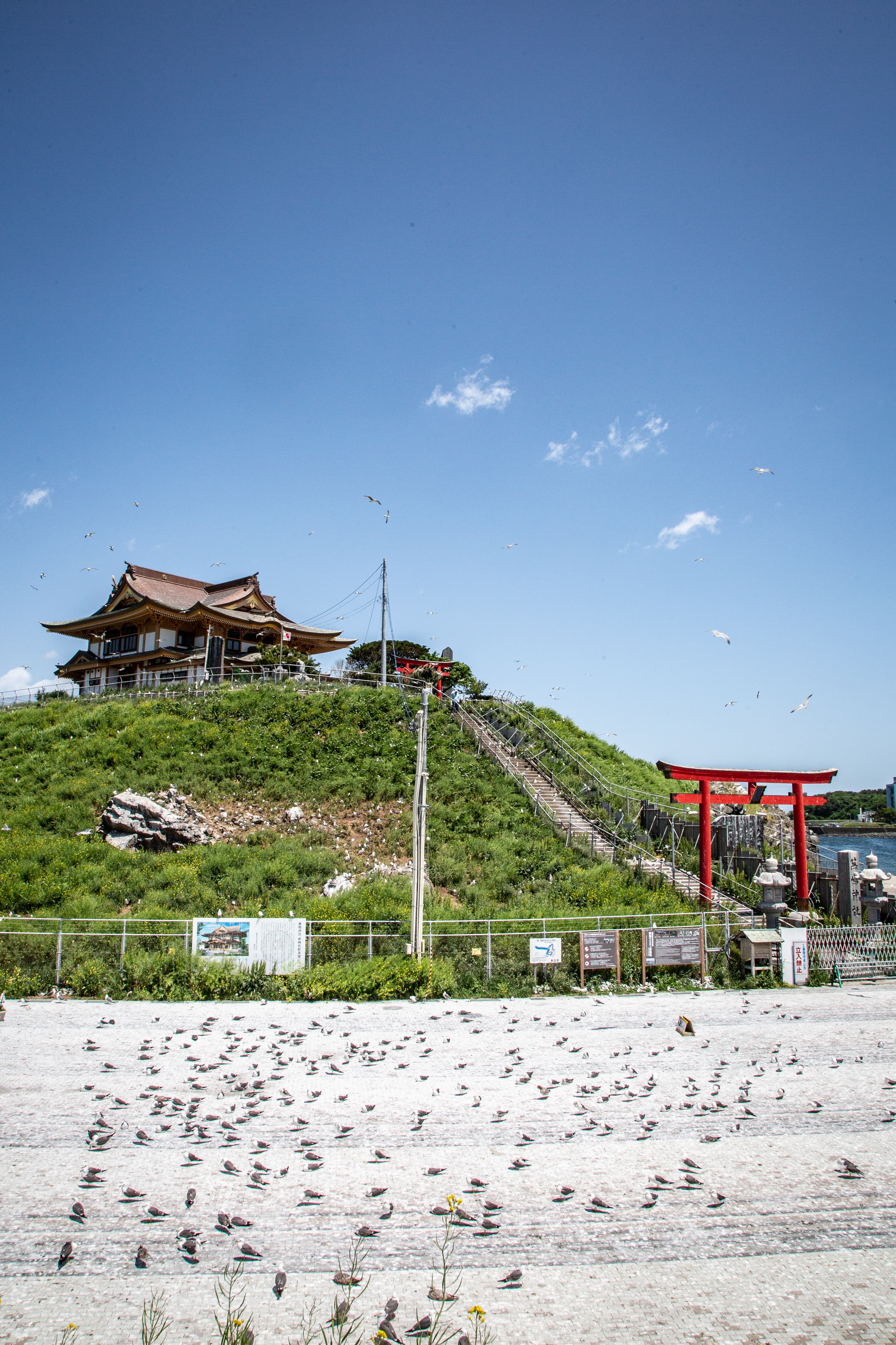  適逢產卵季，蕪嶋神社幾乎被黑尾鷗包圍。