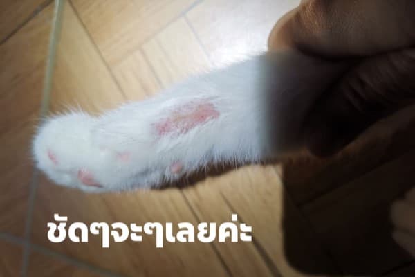 因為生黴菌所以到處掉毛。（翻攝薩巴馬FB）